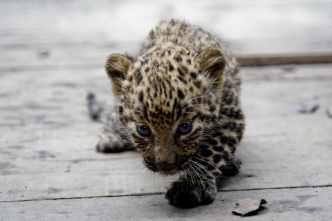 Leopard cub